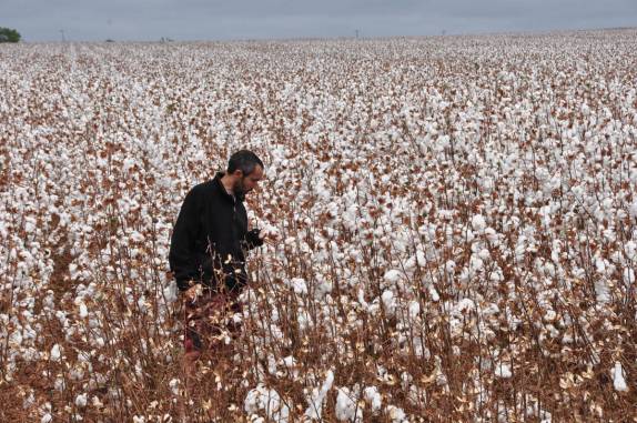 Examinando plantações de algodão, na Chapada dos Guimarães, no Mato Grosso